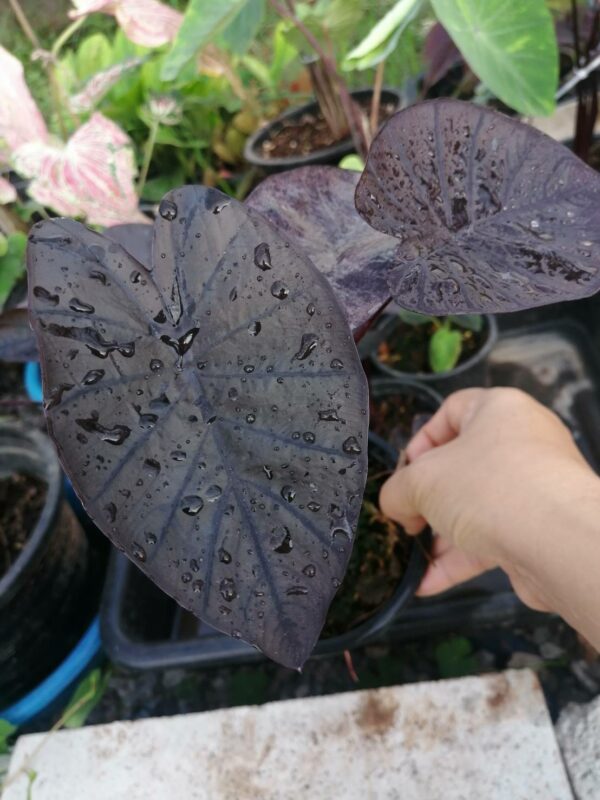 colocasia black ripple แบล็คริปเปอร์
