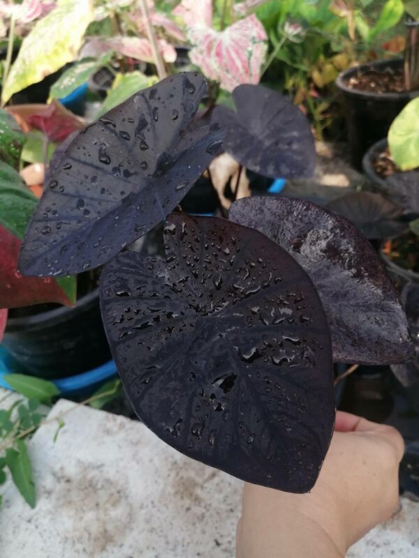 colocasia black ripple แบล็คริปเปอร์
