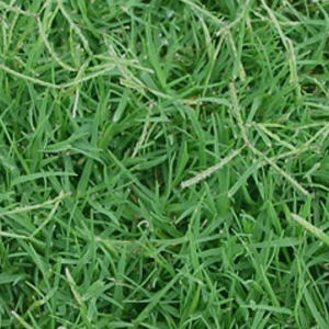หญ้าเบอร์มิวด้าร์(Bermuda Grass) หรืออีกชื่อที่คนไทยใช้เรียกกันคือ หญ้าแพรก